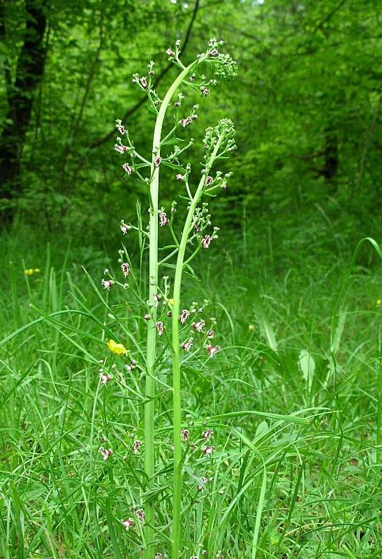 Scrophularia canina / Scrofularia comune